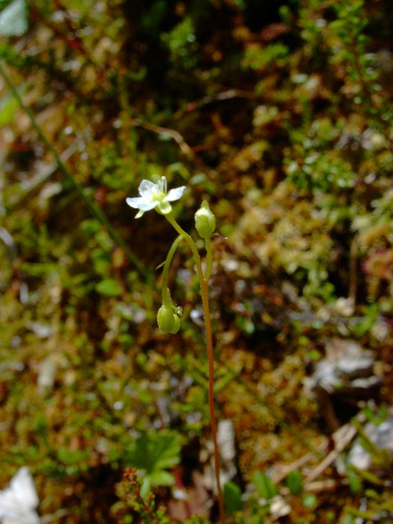 Pyöreälehtikihokki - Drosera rotundifolia