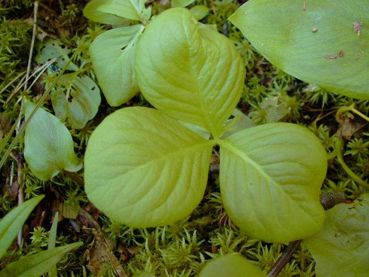 Raate - Menyanthes trifoliata
