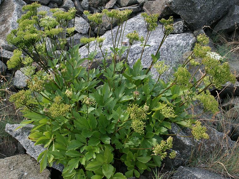 Rantaputki - Ligusticum scoticum