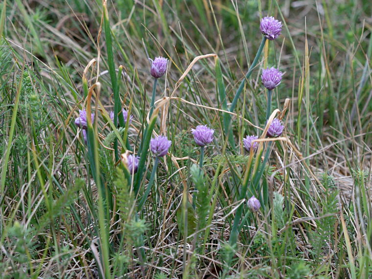 Ruoholaukka - Allium schoenoprasum