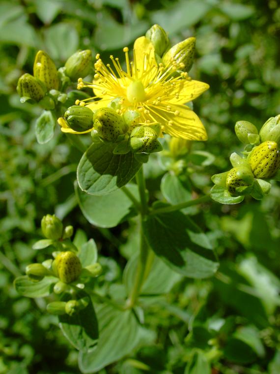 Srmkuisma - Hypericum maculatum