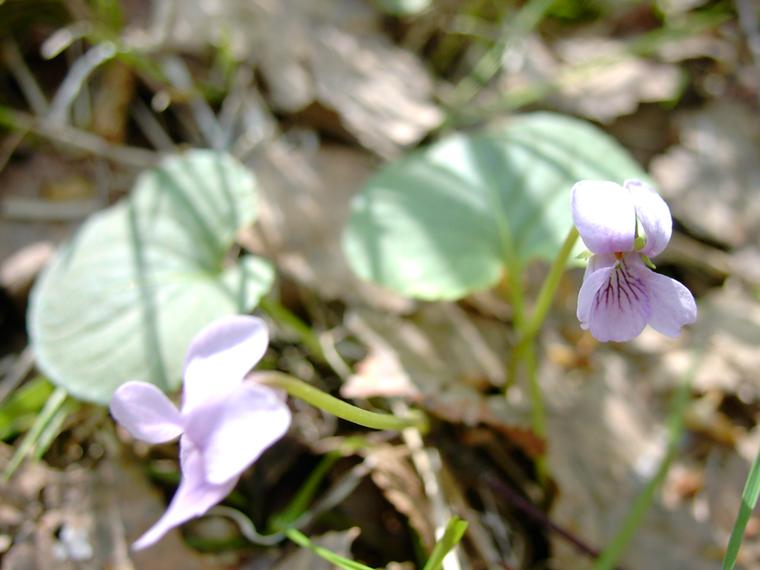 Suo-orvokki - Viola palustris