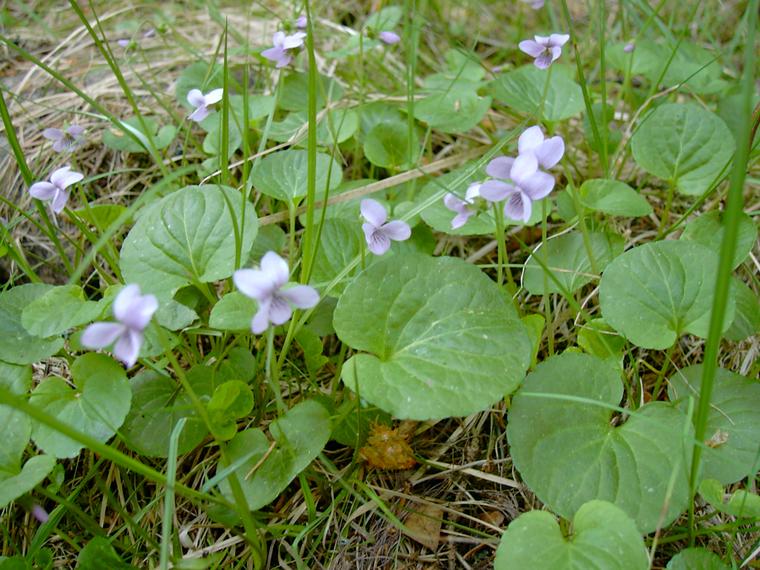 Suo-orvokki - Viola palustris