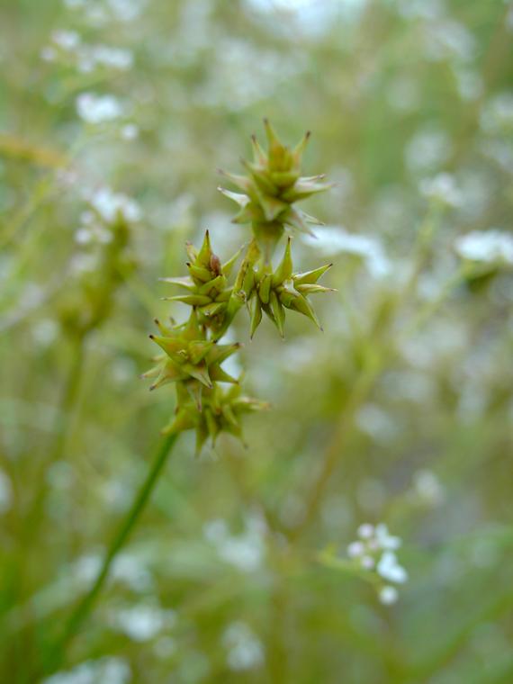 Thtisara-Carex echinata