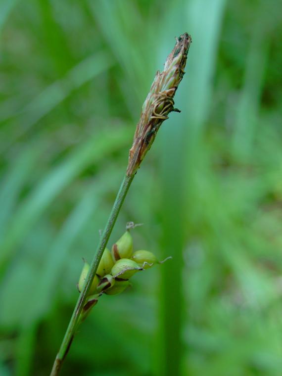 Tuppisara-Carex vaginata