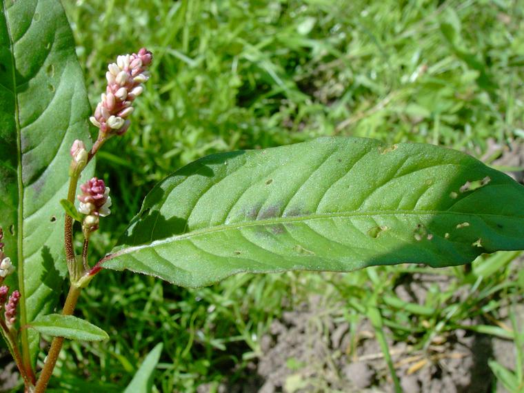 Ukontatar - Polygonum lapathifolia