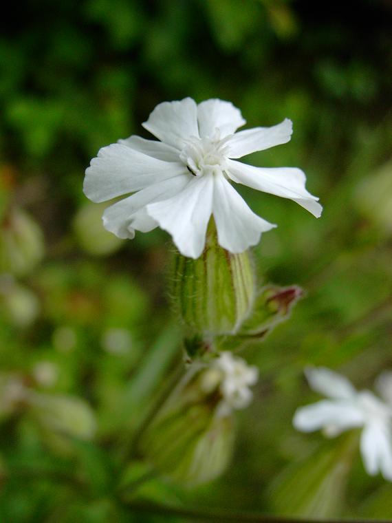 Valkoailakki - Silene latifolia ssp. alba