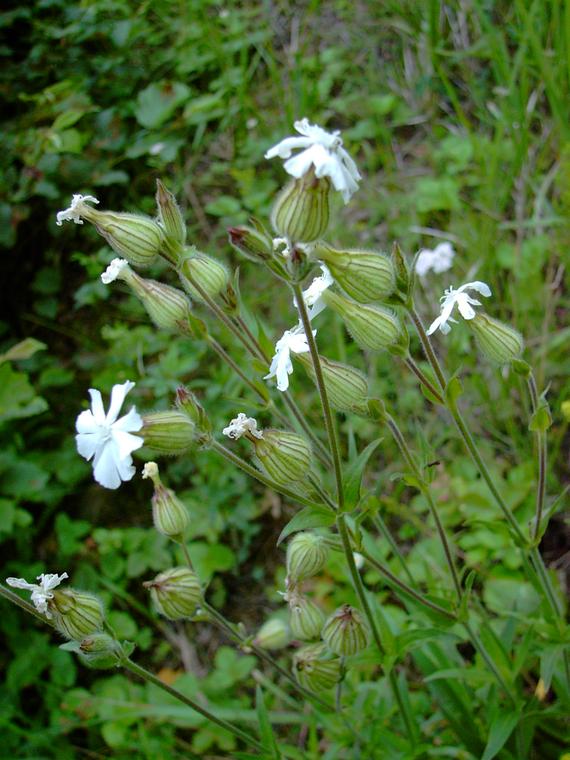Valkoailakki - Silene latifolia ssp. alba