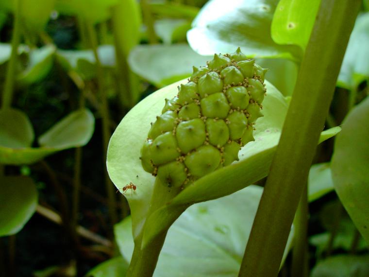 Vehka - Calla palustris