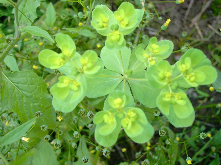 Viisisädetyräkki - Euphorbia helioscopia