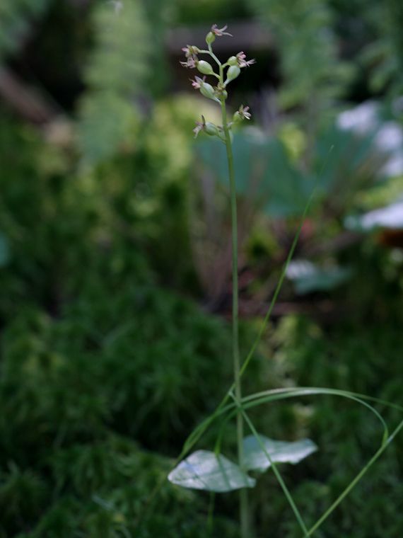 Herttakaksikko - Listera cordata