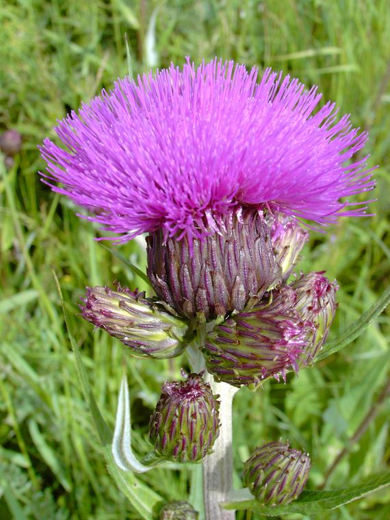 Huopaohdake - Cirsium helenioides