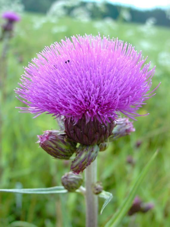 Huopaohdake - Cirsium helenioides