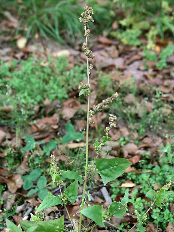 Isomaltsa - Atriplex prostrata