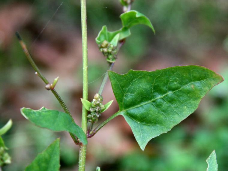 Isomaltsa - Atriplex prostrata