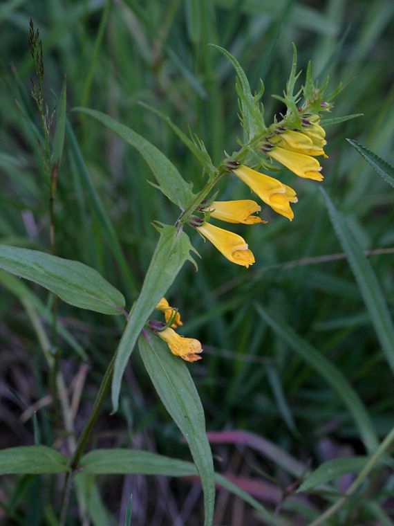 Kangasmaitikka - Melampyrum pratense