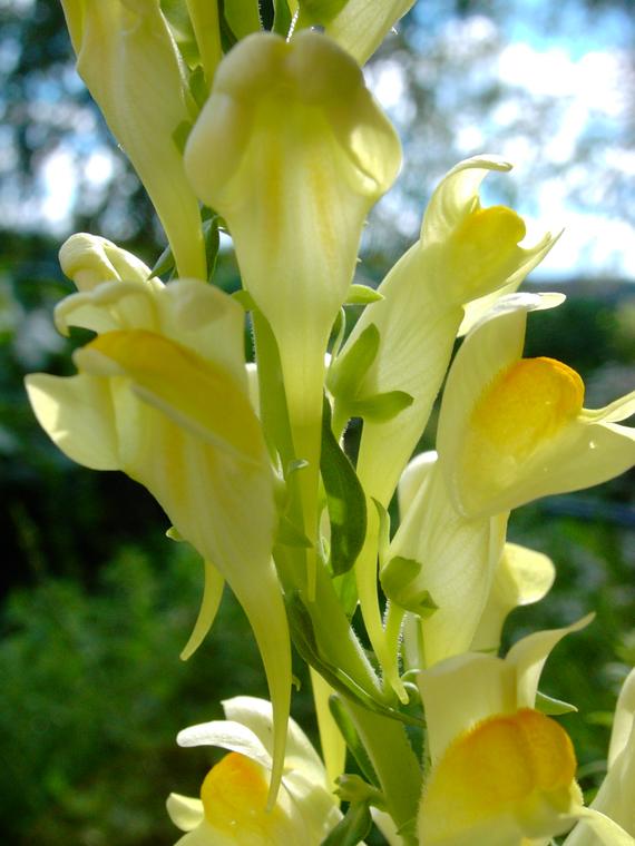 Kannusruoho - Linaria vulgaris