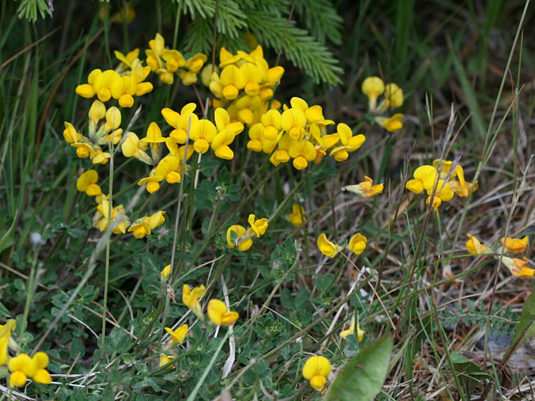 Keltamaite - Lotus corniculatus