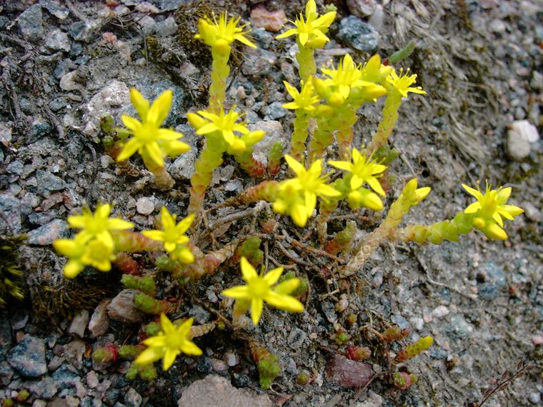 Keltamaksaruoho - Sedum acre