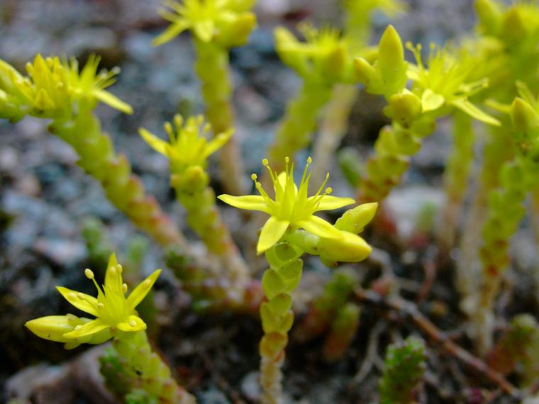 Keltamaksaruoho - Sedum acre