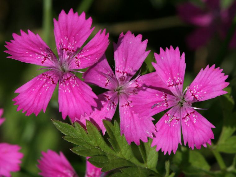 Ketoneilikka - Dianthus deltoides
