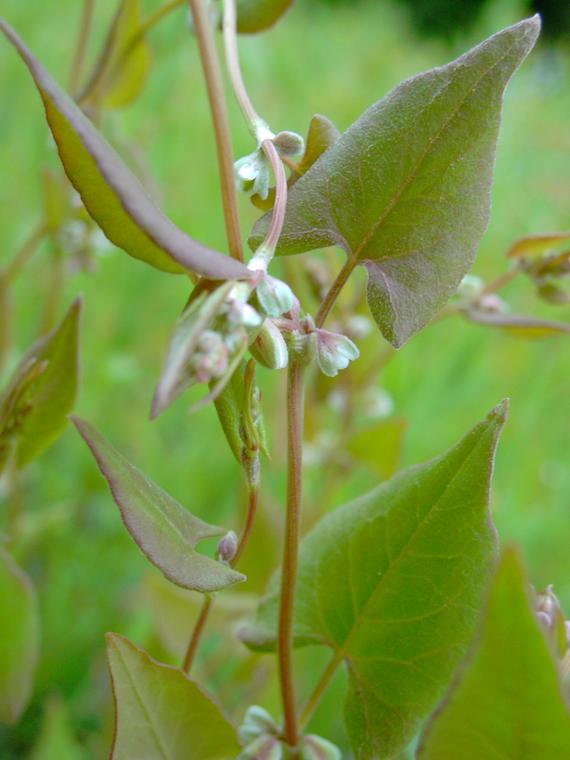 Kiertotatar - Fallopia convolvulus