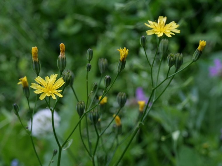 Linnunkaali - Lapsana communis
