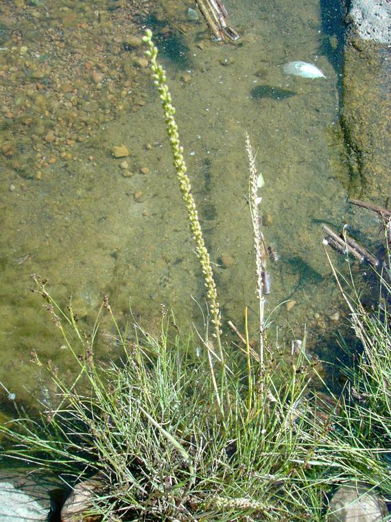 Merisuolake - Triglochin maritima
