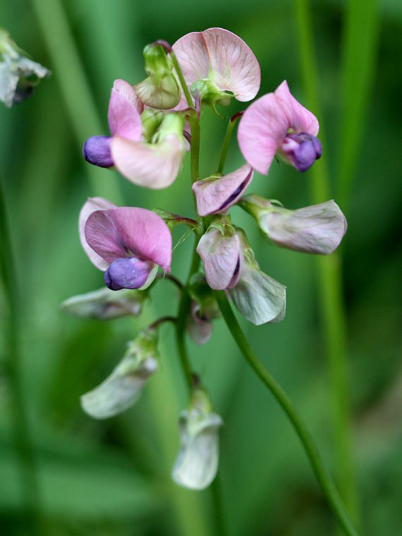 Metsntkelm - Lathyrus sylvestris