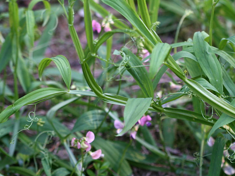 Metsntkelm - Lathyrus sylvestris