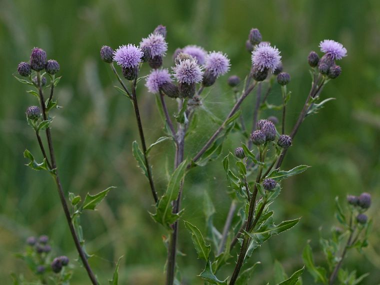 Pelto-ohdake - Cirsium arvense
