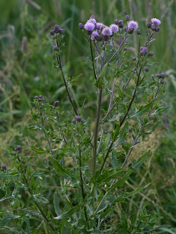 Pelto-ohdake - Cirsium arvense