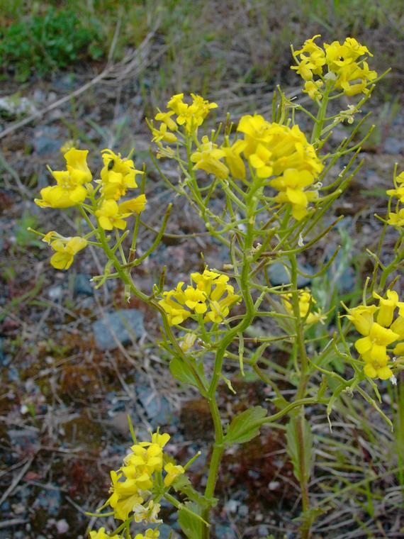 Peltokanankaali - Barbarea vulgaris