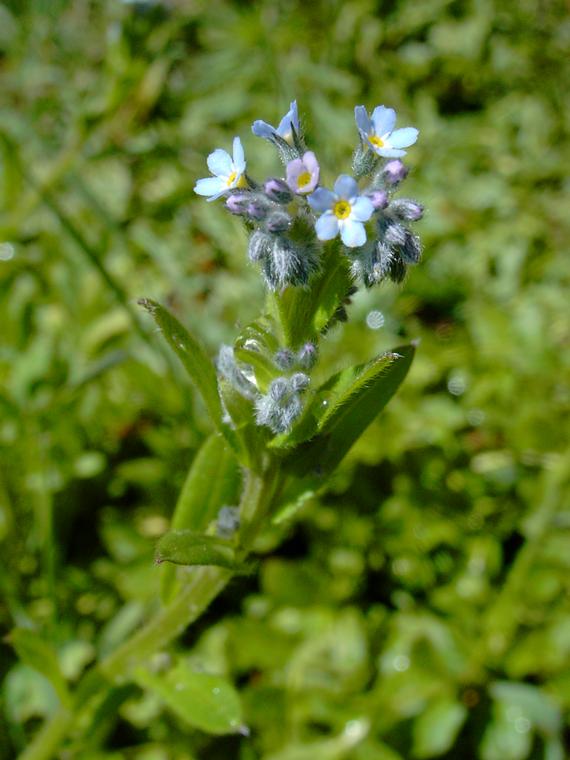 Peltolemmikki - Myosotis arvensis
