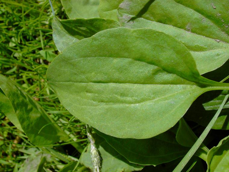 Piharatamo - Plantago major