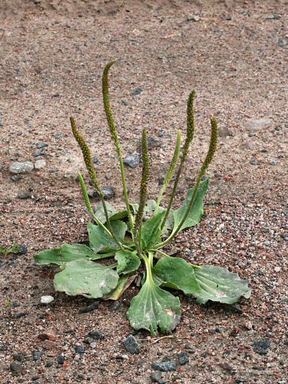 Piharatamo - Plantago major