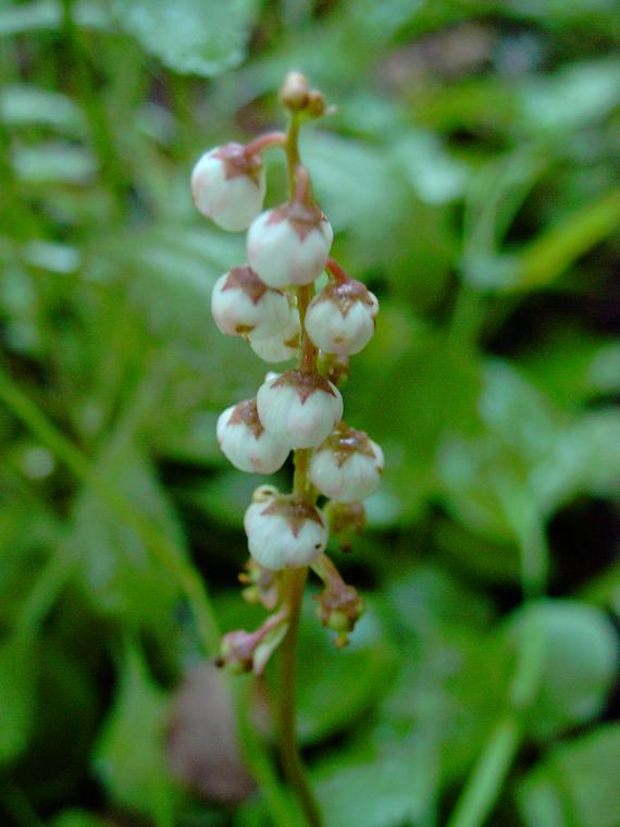 Pikkutalvikki - Pyrola minor