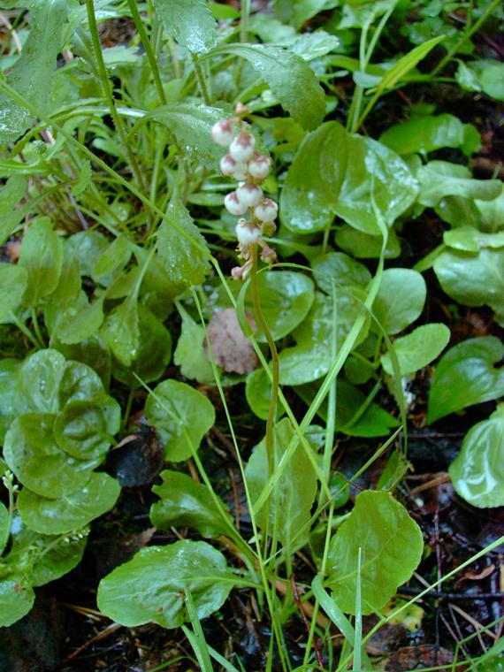 Pikkutalvikki - Pyrola minor