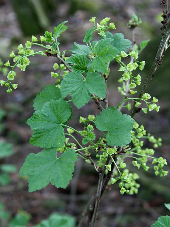 Pohjanpunaherukka - Ribes spicatum
