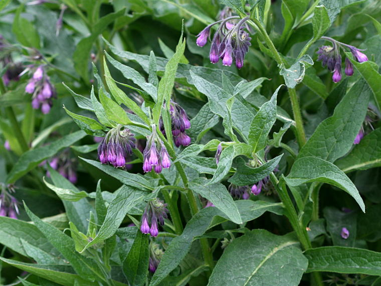 Rohtoraunioyrtti - Symphytum officinale