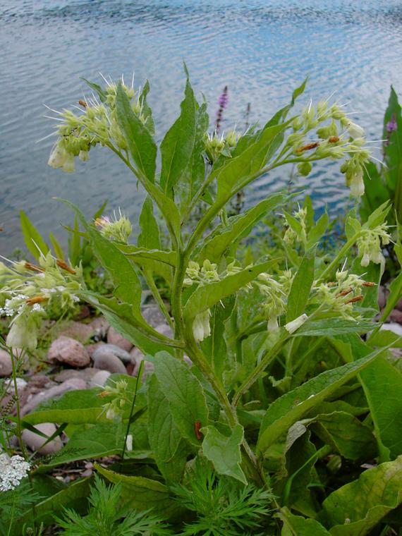 Rohtoraunioyrtti - Symphytum officinale