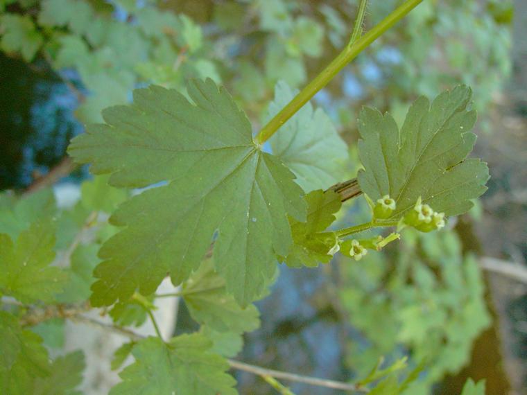 Taikinamarja - Ribes alpinum