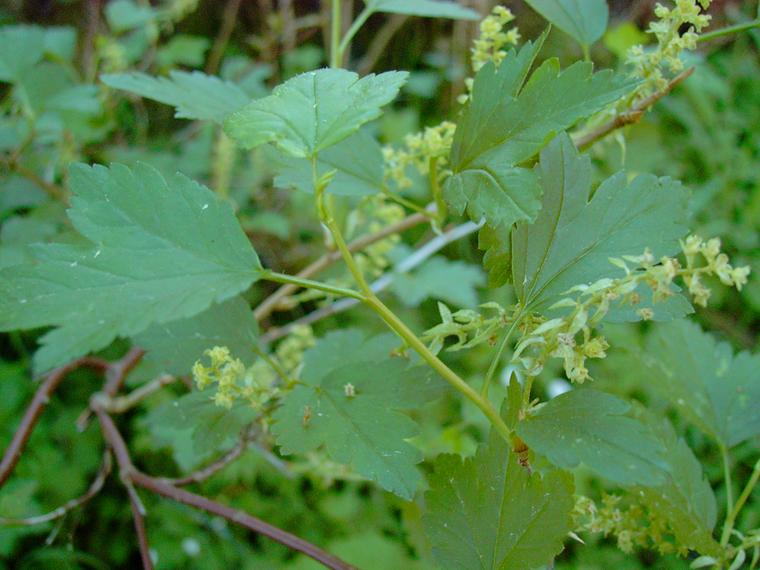 Taikinamarja - Ribes alpinum