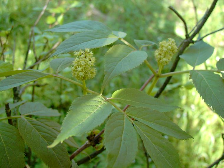 Terttuselja - Sambucus racemosa