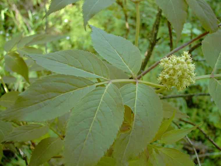 Terttuselja - Sambucus racemosa