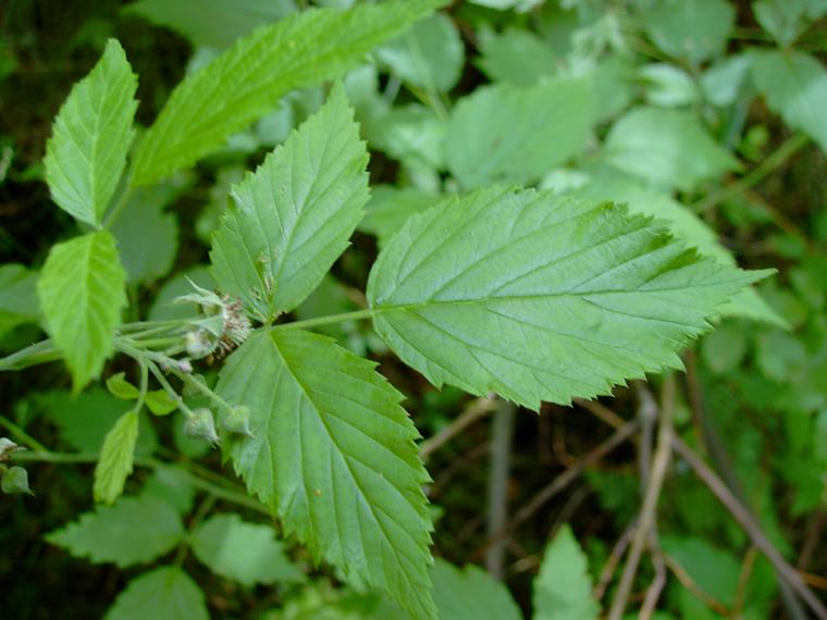 Vadelma - Rubus idaeus