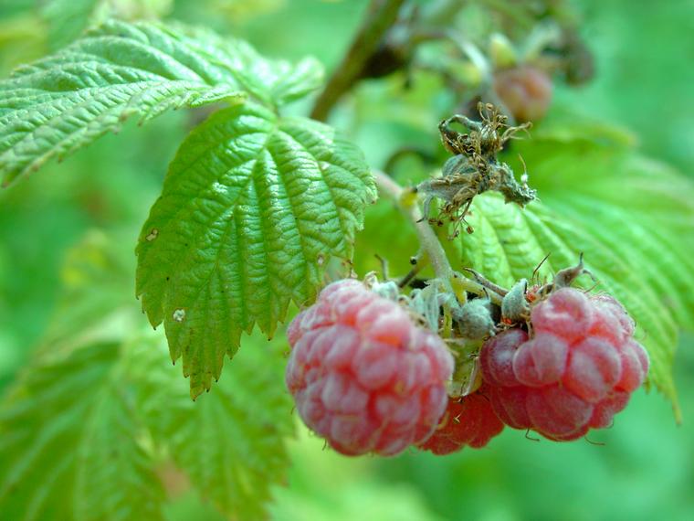 Vadelma - Rubus idaeus