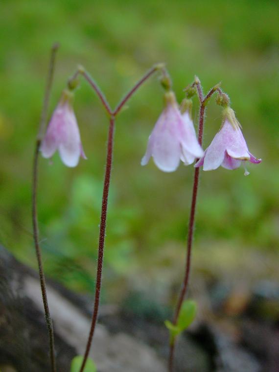 Vanamo - Linnaea borealis