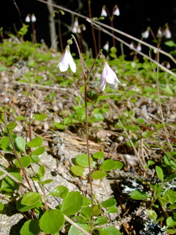 Vanamo - Linnaea borealis