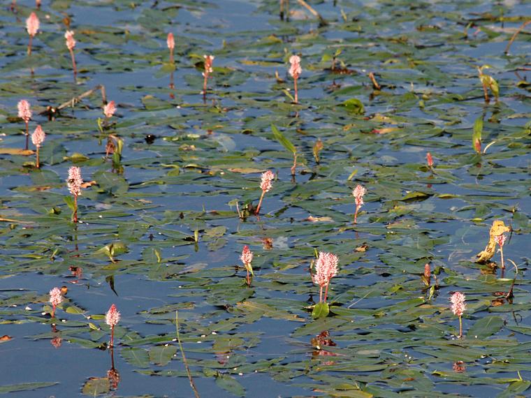 Vesitatar - Persicaria amphibia